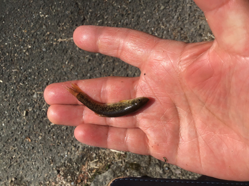 アブラハヤの釣果