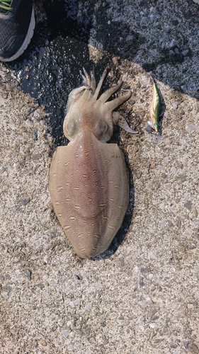 コウイカの釣果