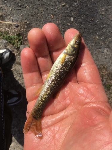 アブラハヤの釣果