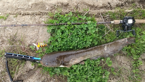 マナマズの釣果