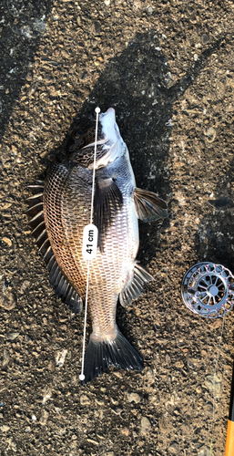 クロダイの釣果