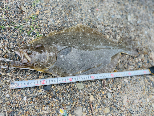 ヒラメの釣果