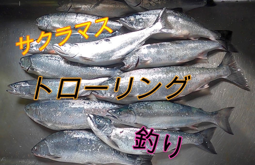 サクラマスの釣果