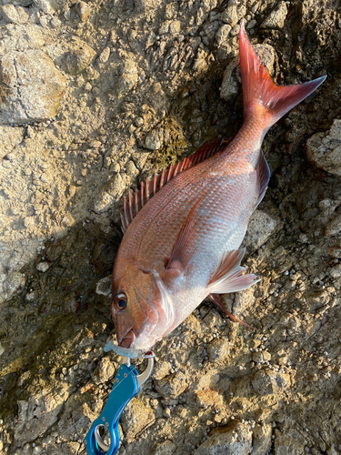 マダイの釣果