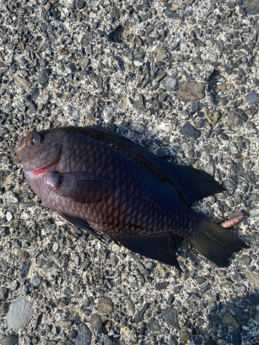 スズメダイの釣果