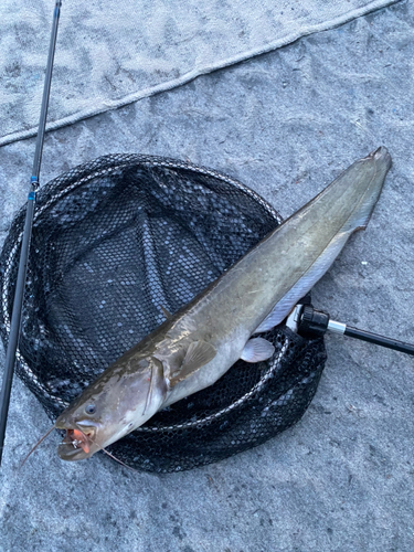 ニホンナマズの釣果