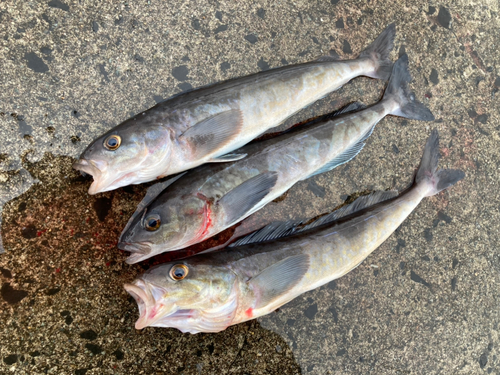 ホッケの釣果