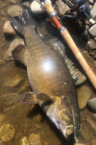 スモールマウスバスの釣果