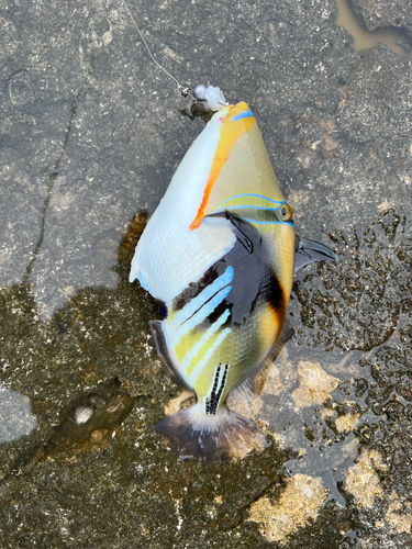 ムラサメモンガラの釣果