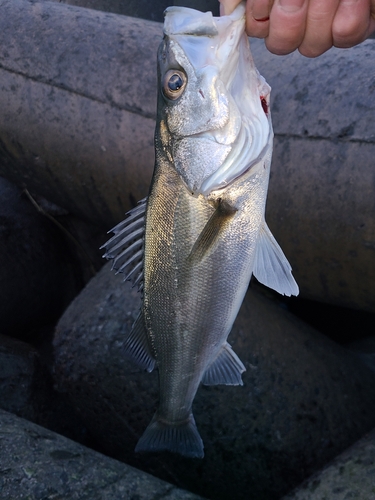 スズキの釣果