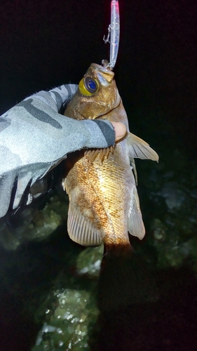 メバルの釣果