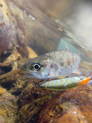 ヤマメの釣果