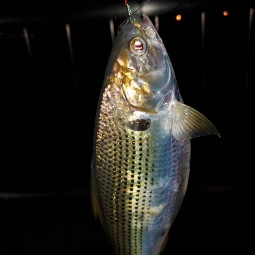 コノシロの釣果