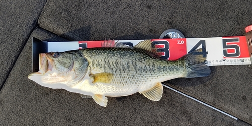 ラージマウスバスの釣果