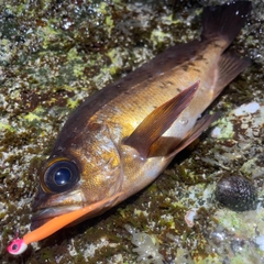 アカメバルの釣果