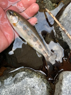 アマゴの釣果