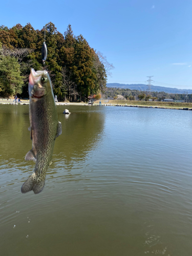 ニジマスの釣果