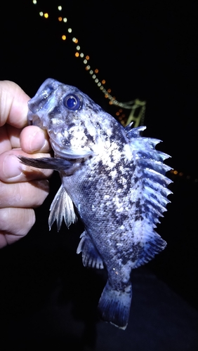 クロソイの釣果