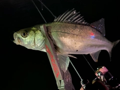 セイゴ（マルスズキ）の釣果