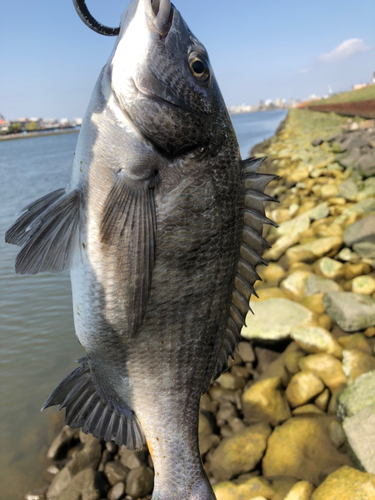 チヌの釣果