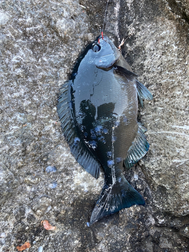 メジナの釣果