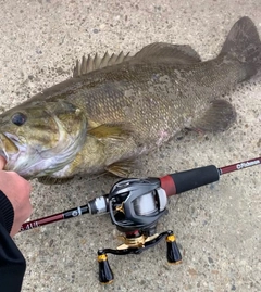 スモールマウスバスの釣果