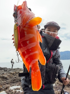 アカハタの釣果