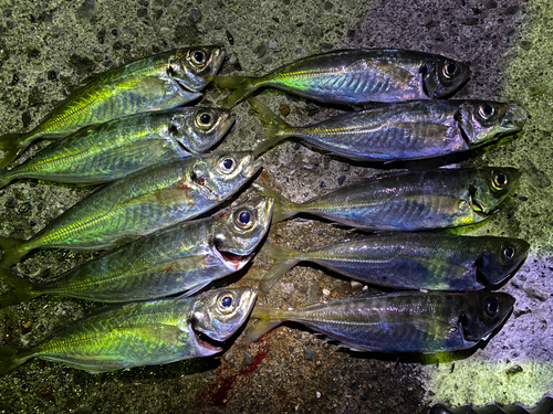 アジの釣果