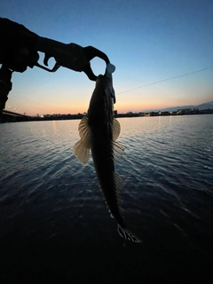 マゴチの釣果