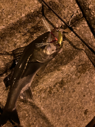 シーバスの釣果