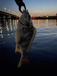 キビレの釣果