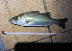 セイゴ（マルスズキ）の釣果
