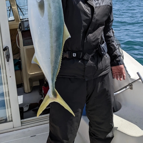 ハマチの釣果