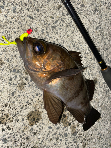 メバルの釣果