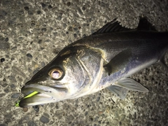 シーバスの釣果