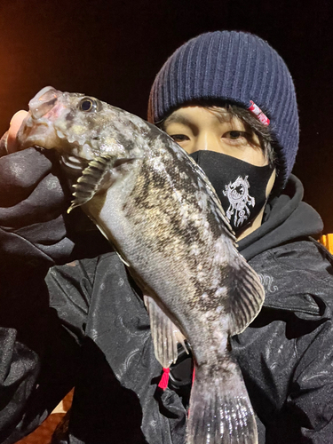 クロソイの釣果