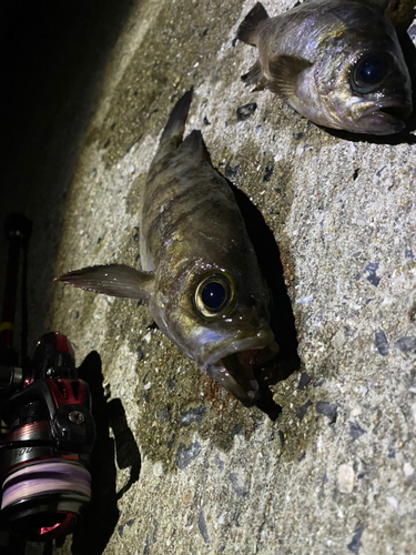 メバルの釣果