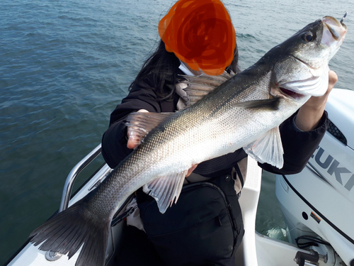 スズキの釣果