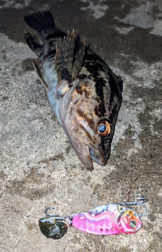 タケノコメバルの釣果