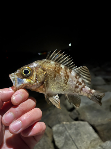 メバルの釣果