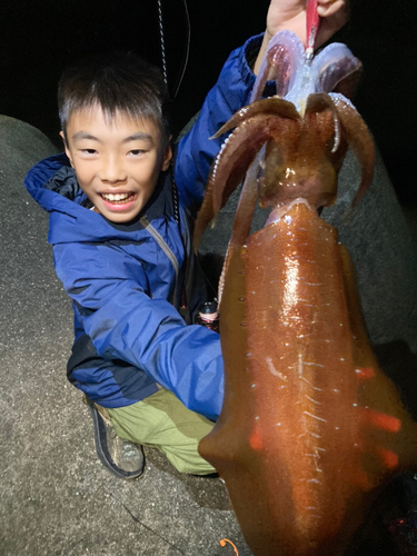 アオリイカの釣果