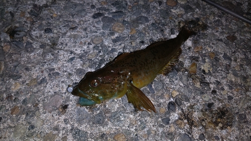 アナハゼの釣果