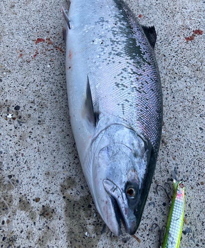 サクラマスの釣果