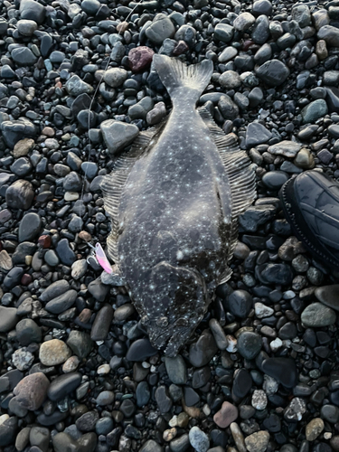 ヒラメの釣果