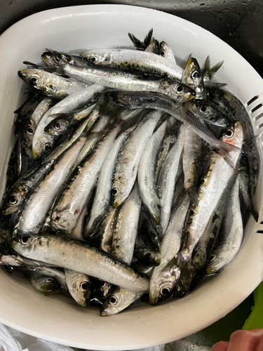 イワシの釣果