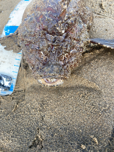 オニオコゼの釣果