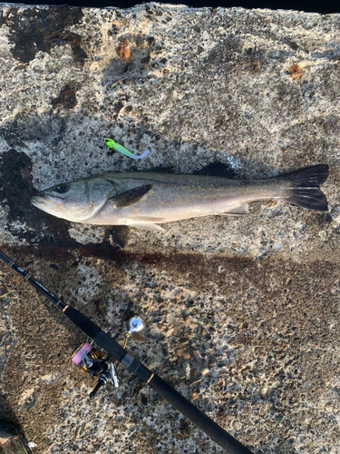 シーバスの釣果