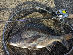 クロダイの釣果