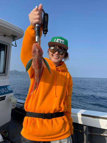 ホウボウの釣果