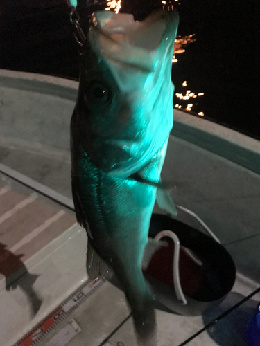 シーバスの釣果